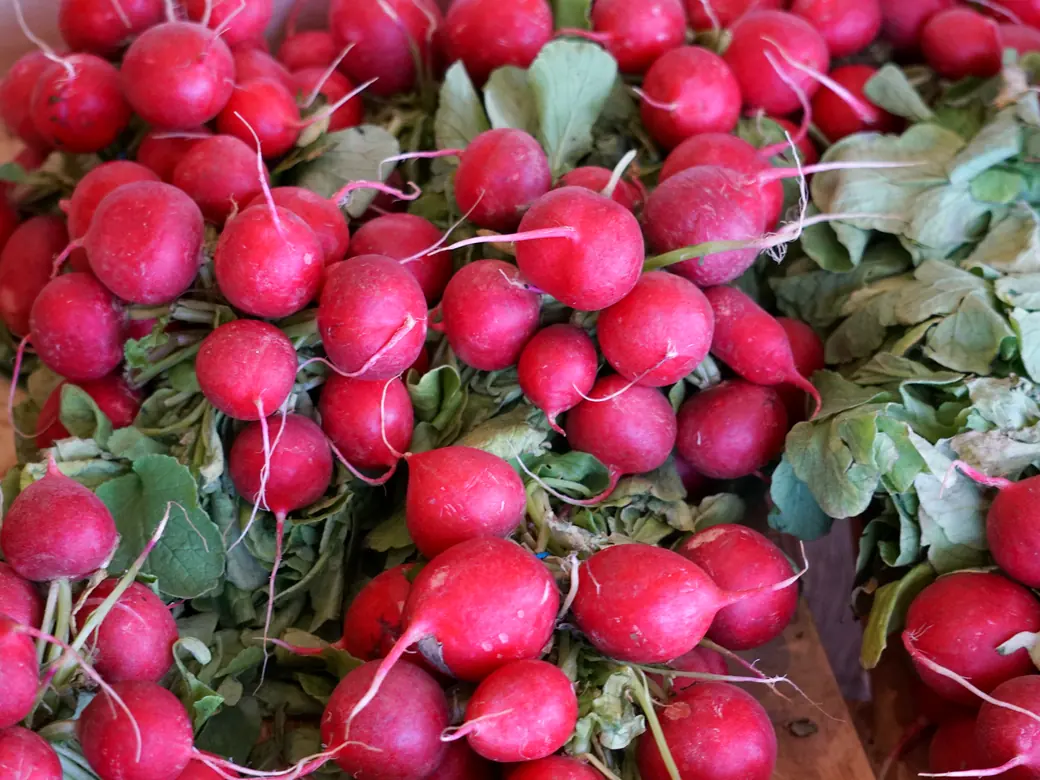 Bunde roter Radieschen mit Grün