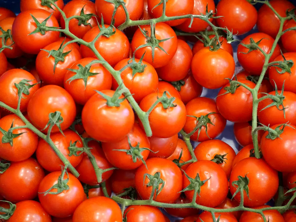 Rote Strauchtomaten in der Auslage