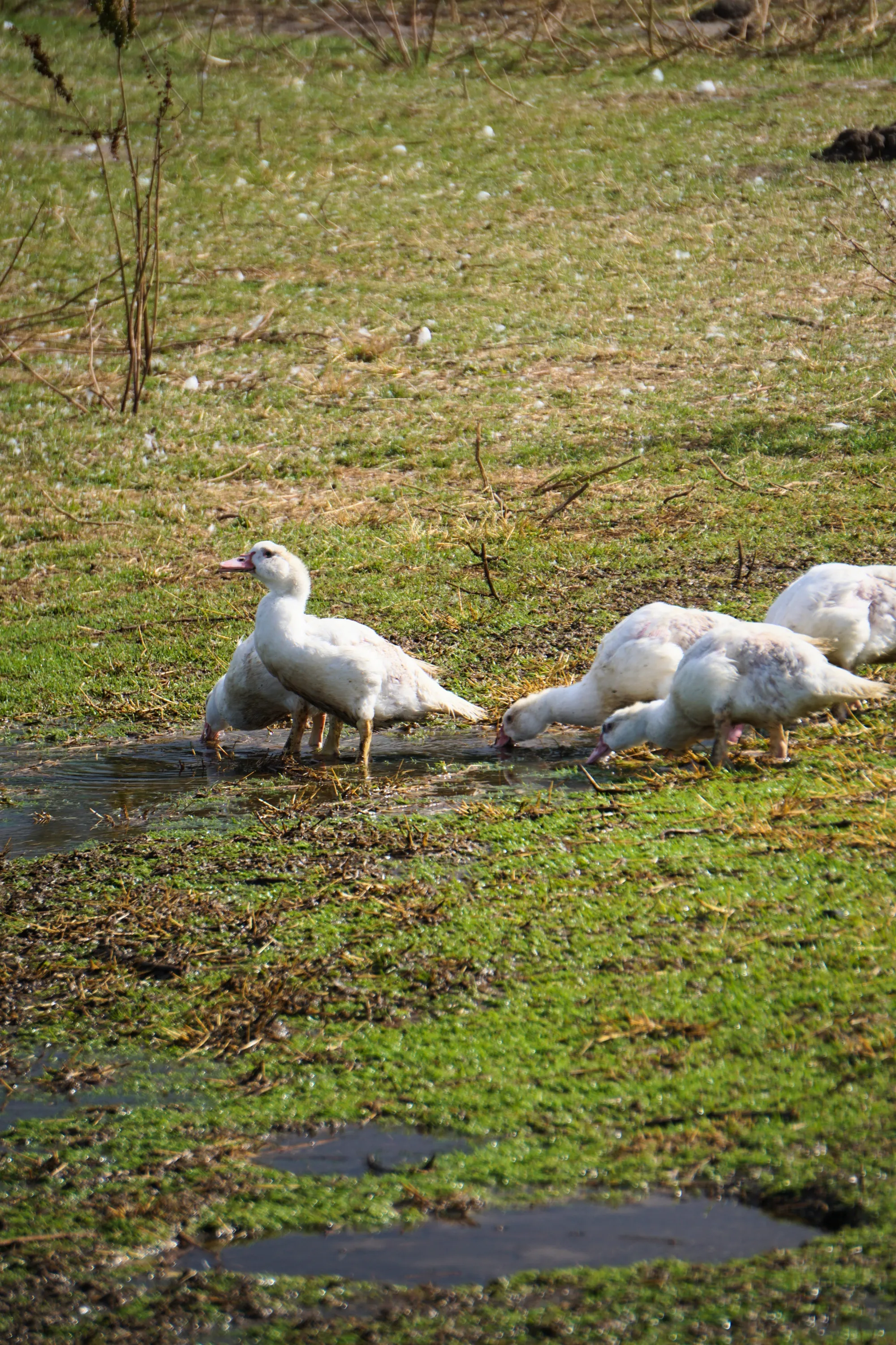 Enten trinken an einer flachen Wasserstelle auf der Wiese