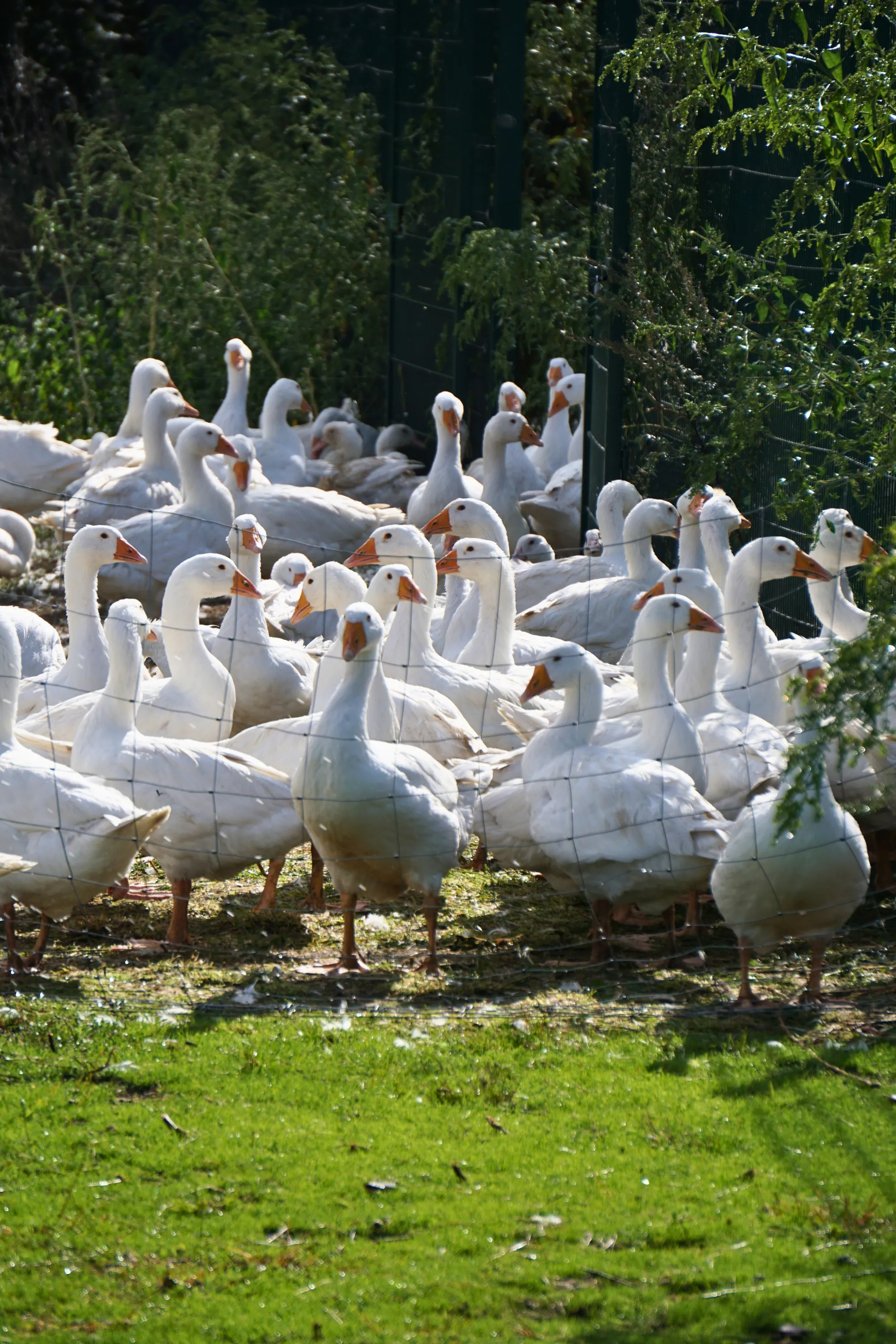 Gänse dicht beieinander auf der grünen Wiese hinter dem Weidezaun