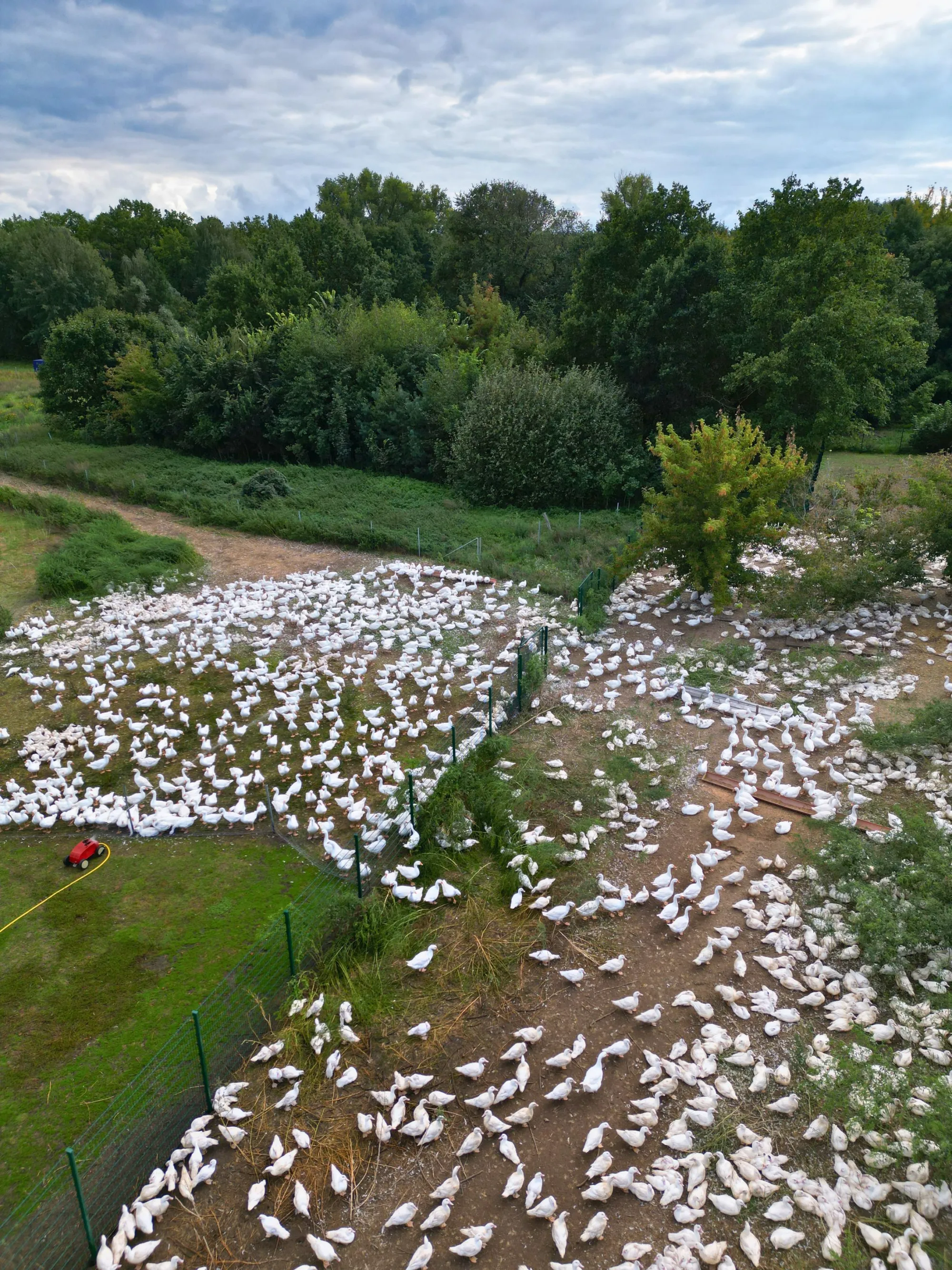 Luftbild der Weide: hunderte Gänse und Enten auf Gras und Sandflächen am Waldrand