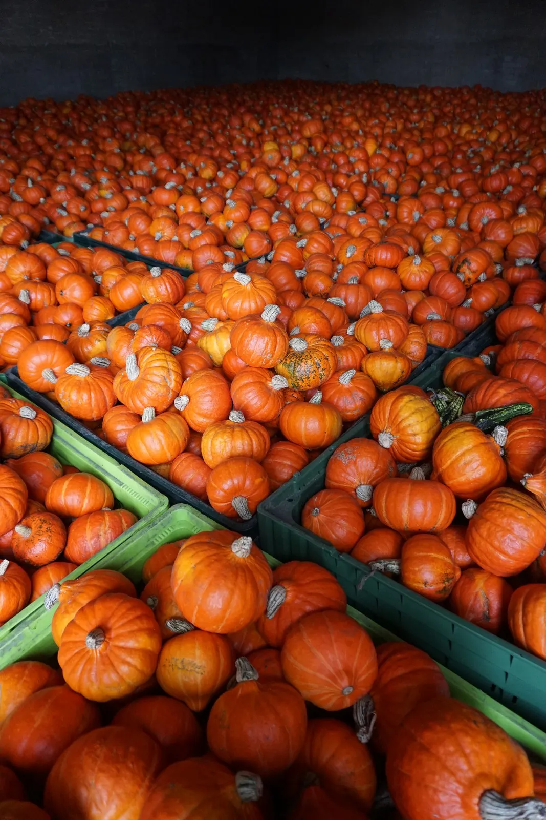 Großkisten voller orangefarbener Kürbisse aus eigenem Anbau
