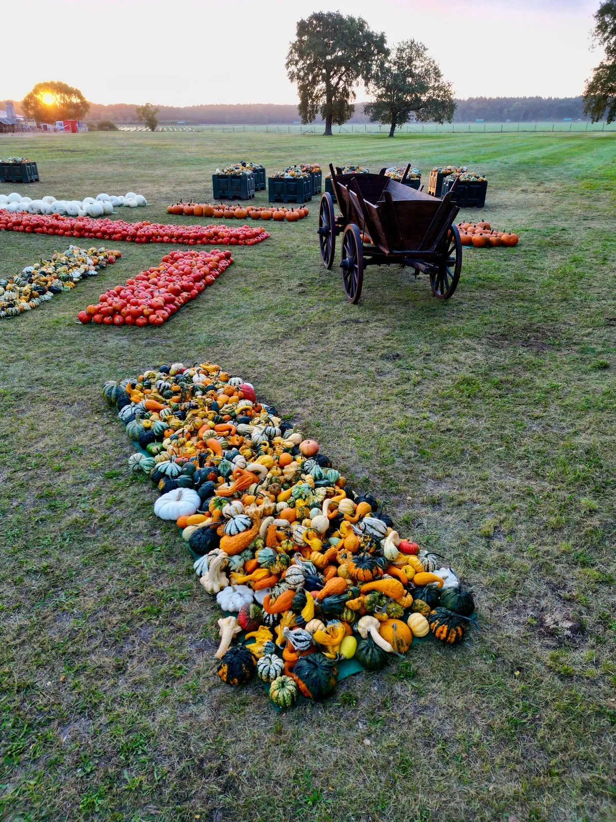 Leiterwagen und ein langes Beet aus Zierkürbissen