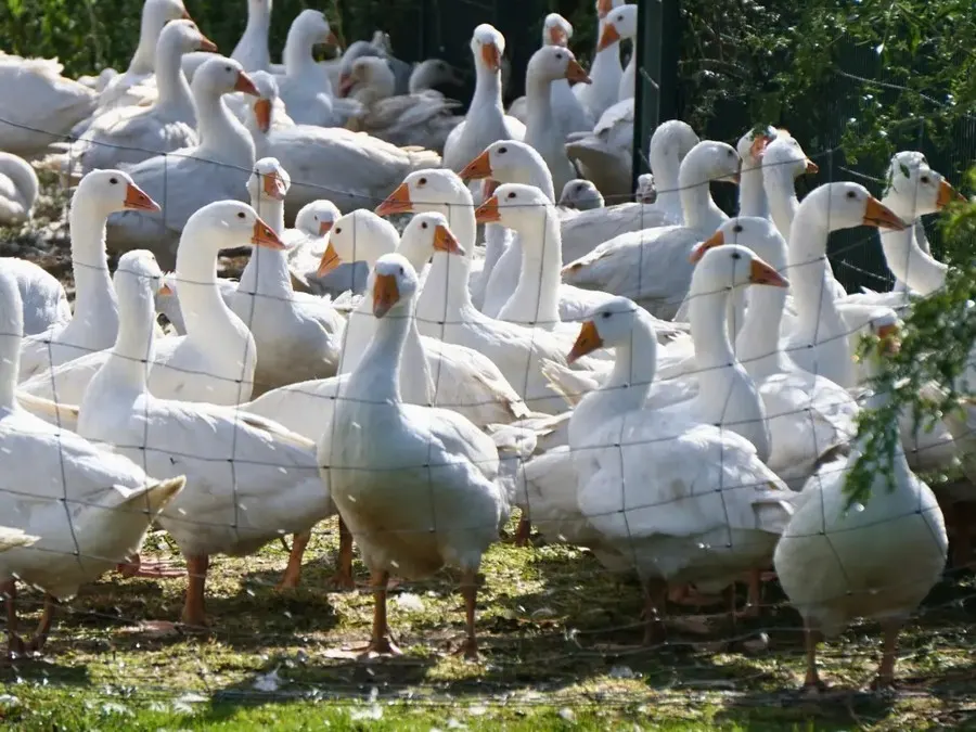 Gänse dicht beieinander auf der grünen Wiese hinter dem Weidezaun